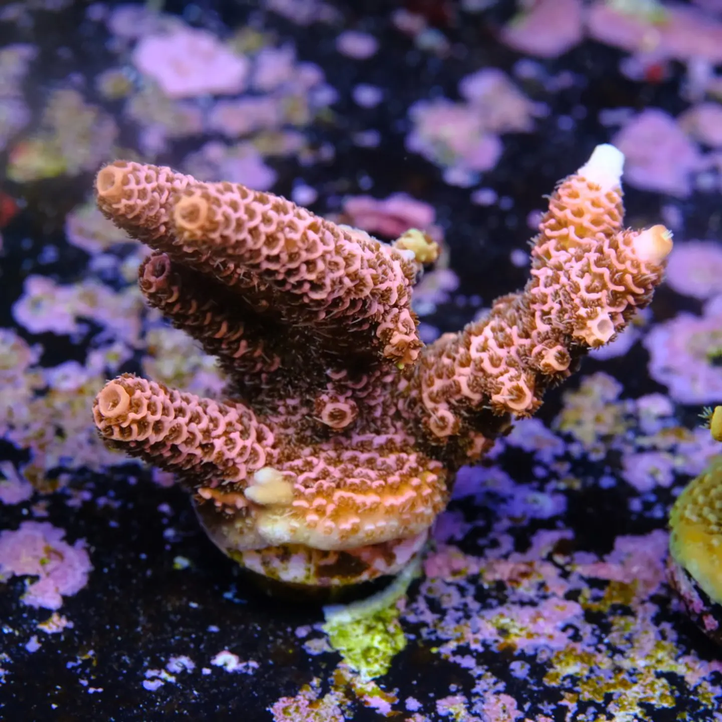 Acropora millepora pink 2