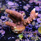 Acropora millepora pink - Thumbnail 2