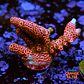 Acropora millepora pink - Thumbnail 1