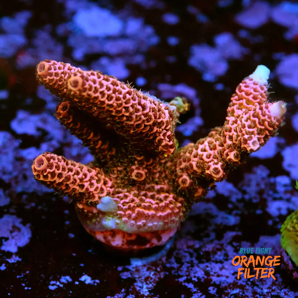 Acropora millepora pink 1