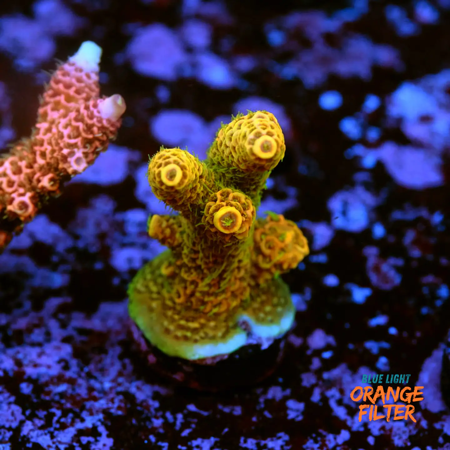 Acropora millepora OG sunset 1