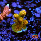 Acropora millepora OG sunset - Thumbnail 1