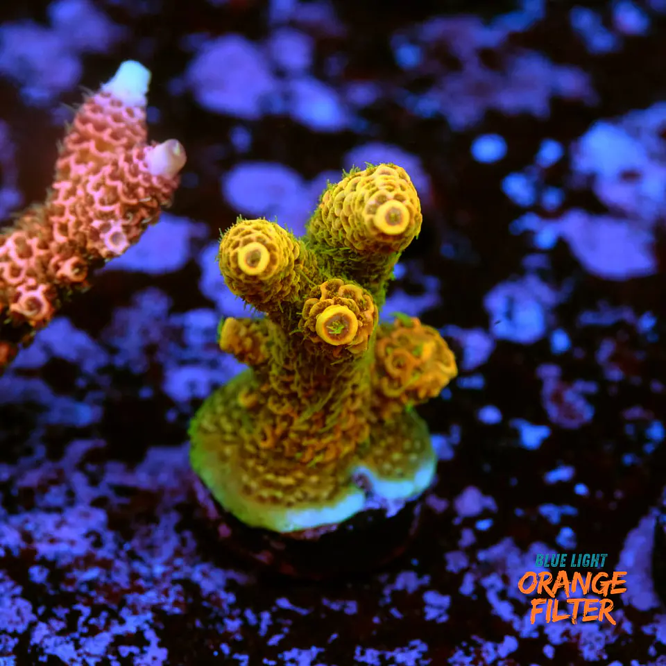 Acropora millepora OG sunset 1