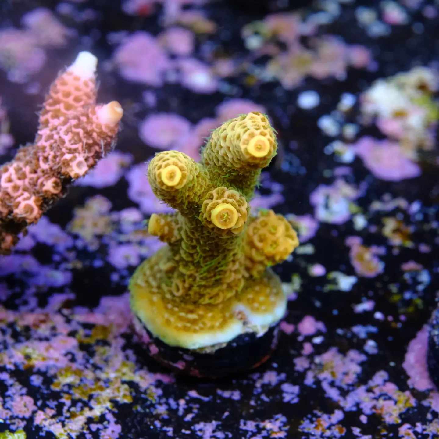 Acropora millepora OG sunset 2