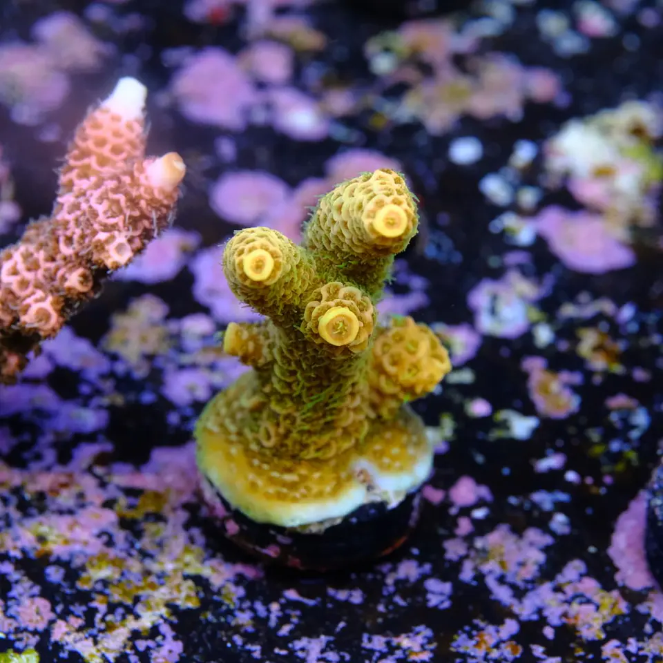 Acropora millepora OG sunset 2