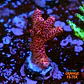 Acropora milepora Super pink - Thumbnail 1