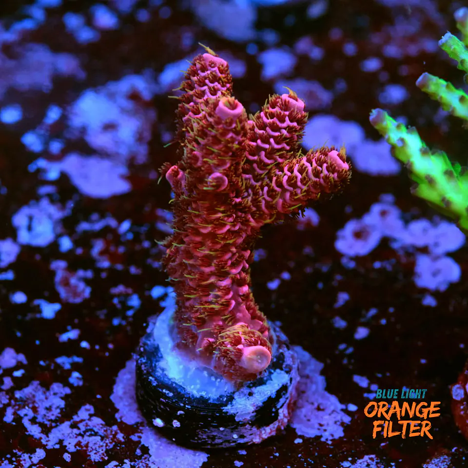 Acropora milepora Super pink 1