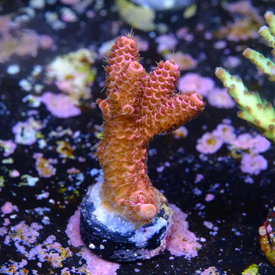 Acropora milepora Super pink 2
