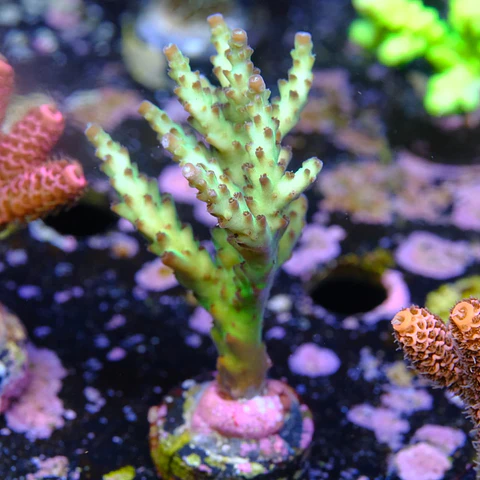 Acropora sour twist