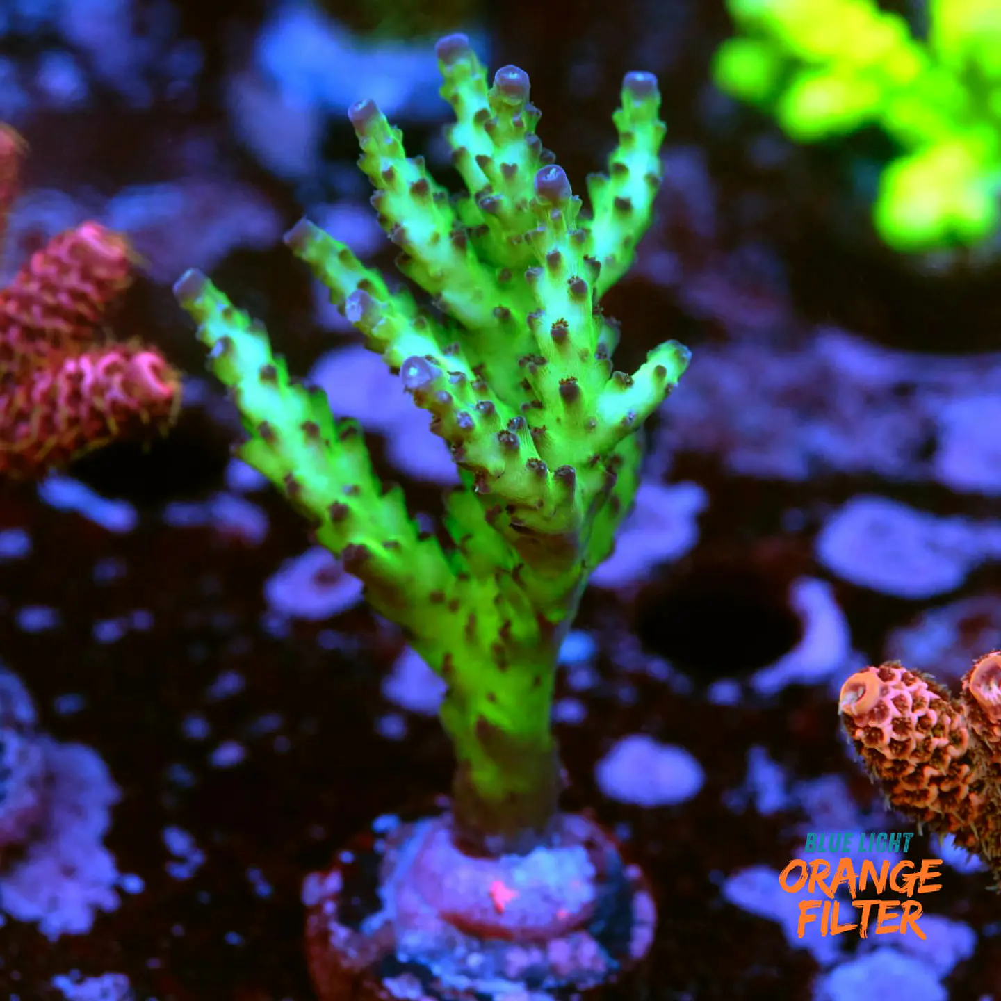 Acropora sour twist 1