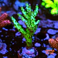Acropora sour twist - Thumbnail 1