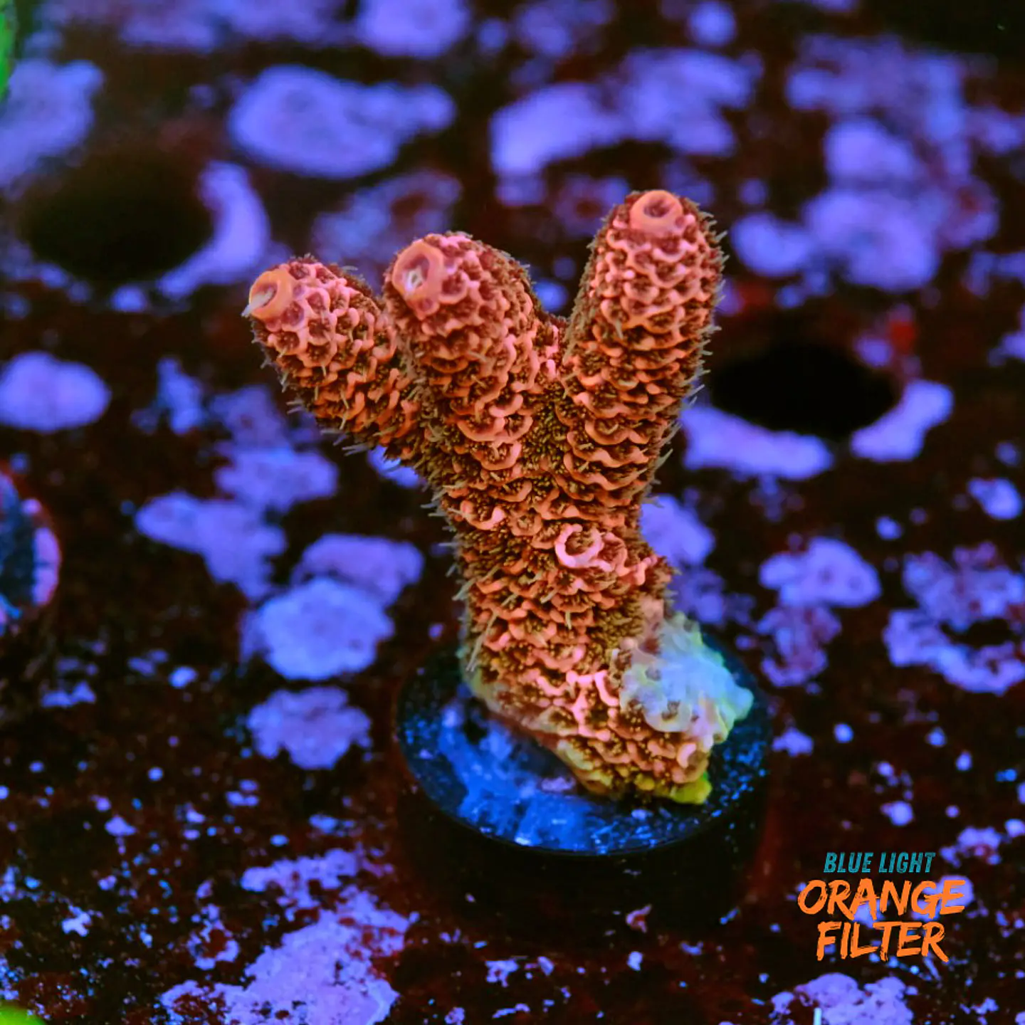 Acropora millepora red 1