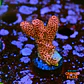 Acropora millepora red - Thumbnail 1