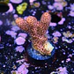 Acropora millepora red - Thumbnail 2