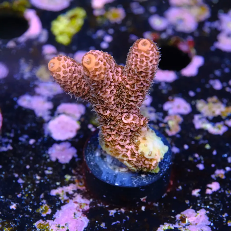Acropora millepora red 2