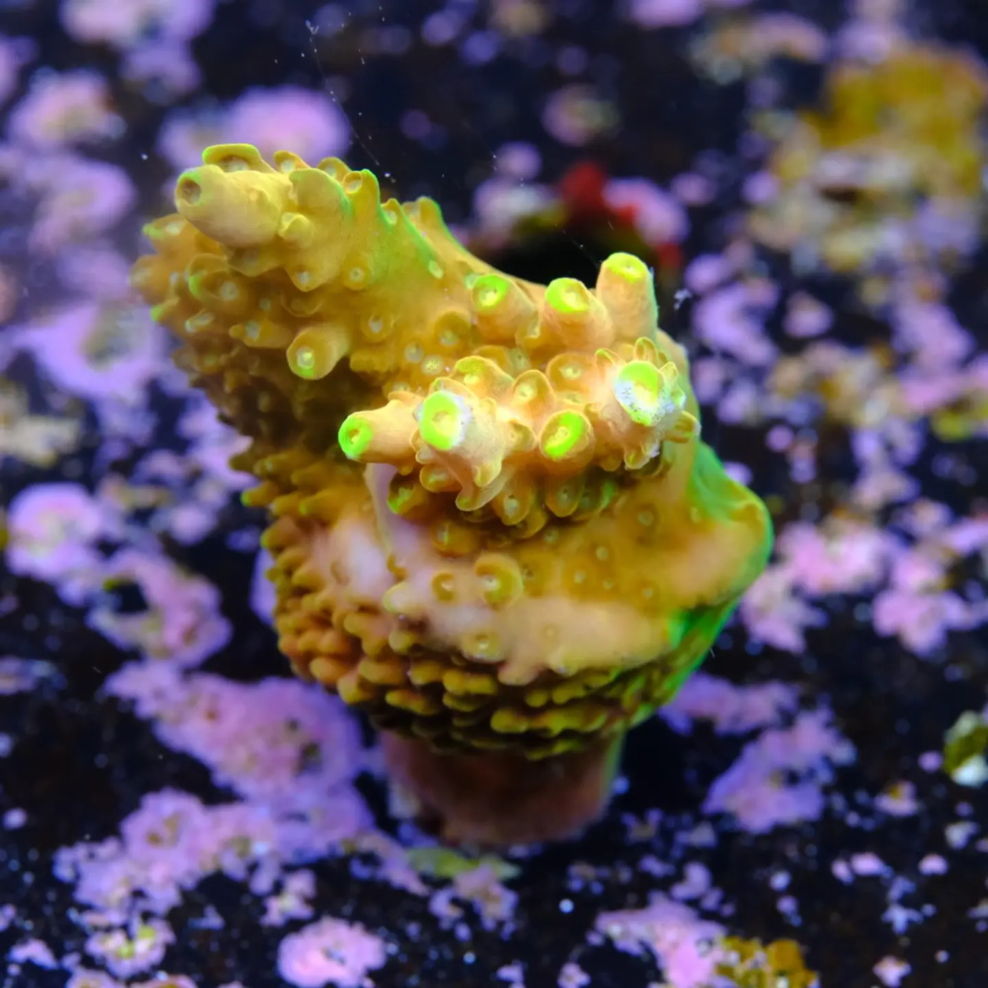 Acropora Gold Finger  2