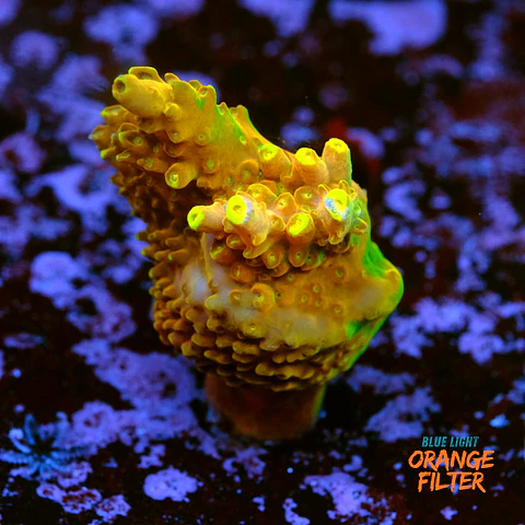 Acropora Gold Finger 