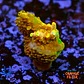 Acropora Gold Finger  - Thumbnail 1