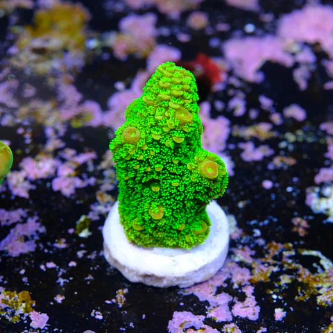 Acropora papillare