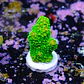 Acropora papillare - Thumbnail 2