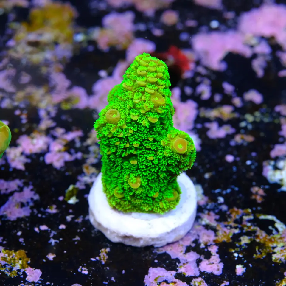 Acropora papillare 2