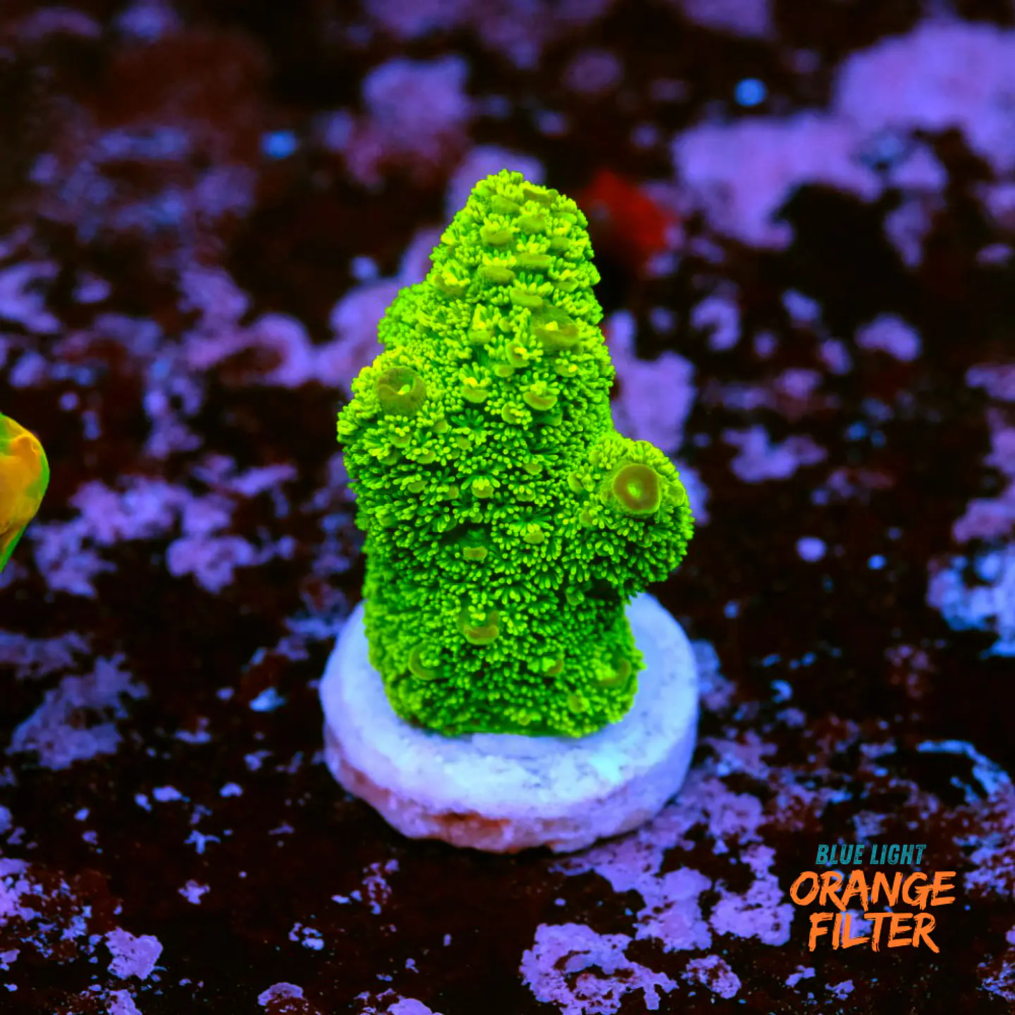 Acropora papillare 1