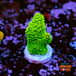 Acropora papillare - Thumbnail 1
