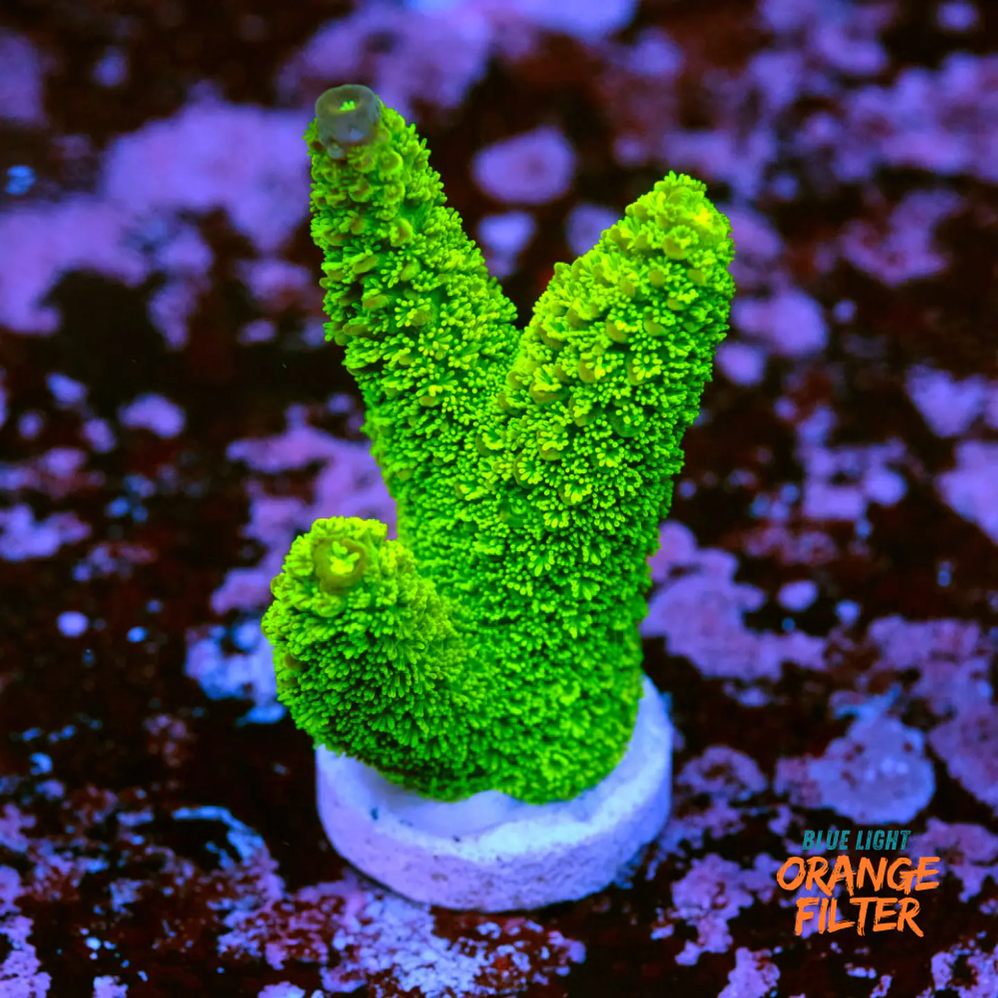 Acropora papillare 1
