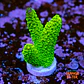 Acropora papillare - Thumbnail 1