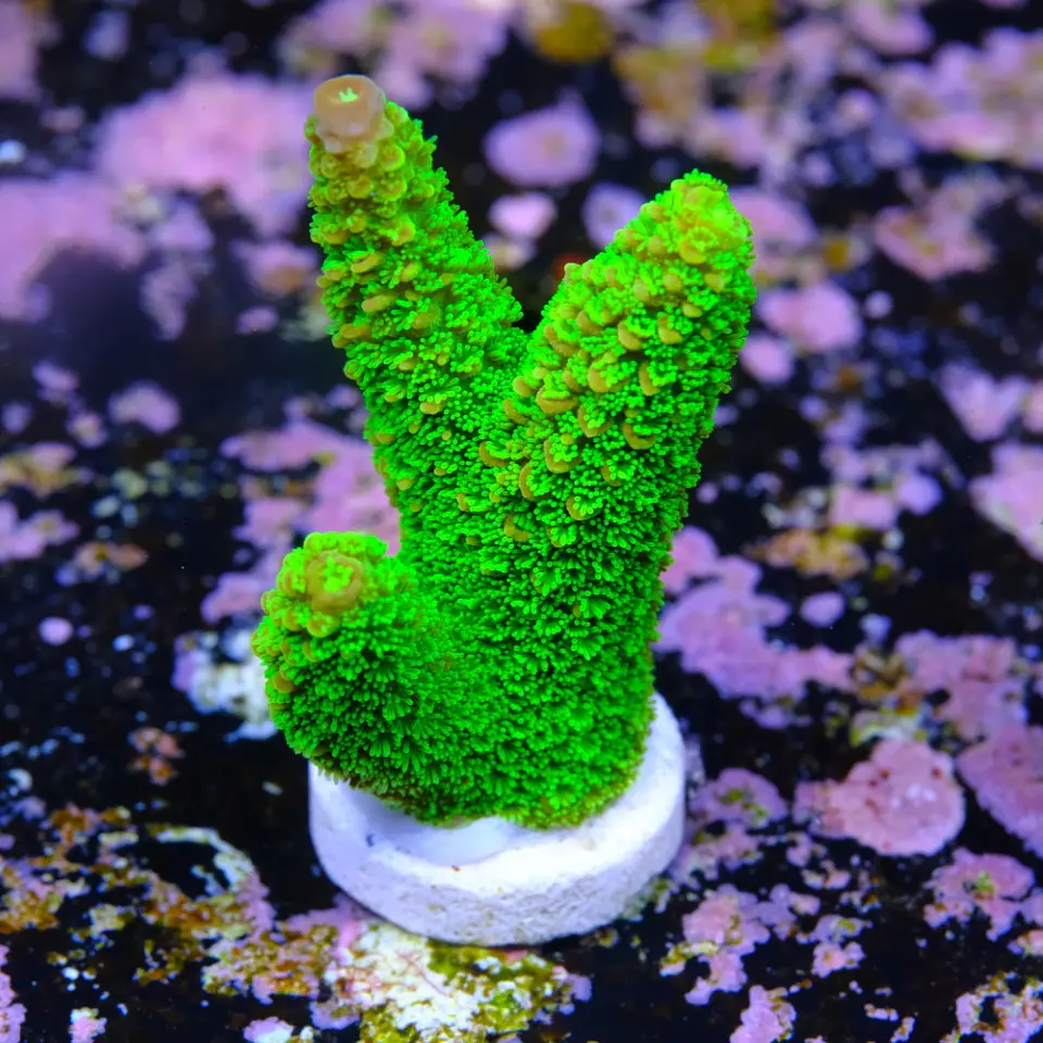 Acropora papillare 2