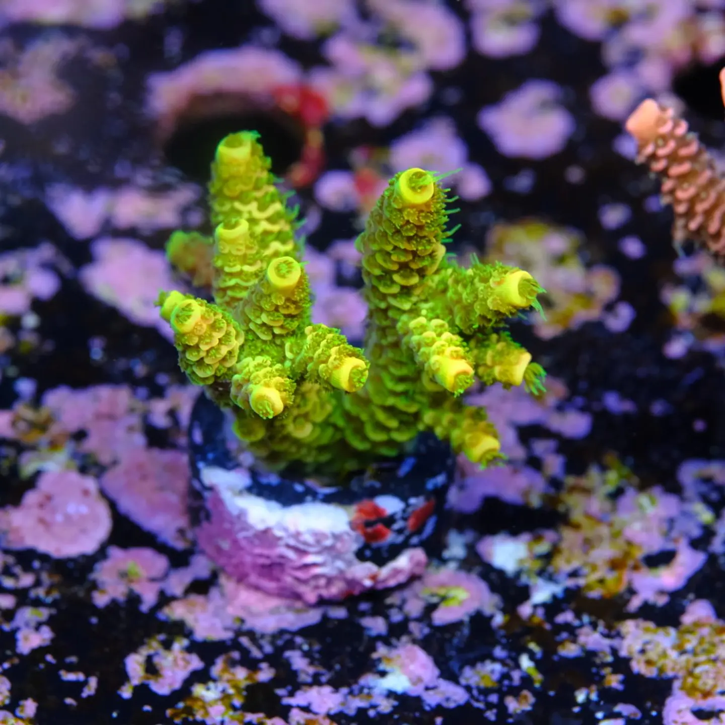 Acropora millepora 2