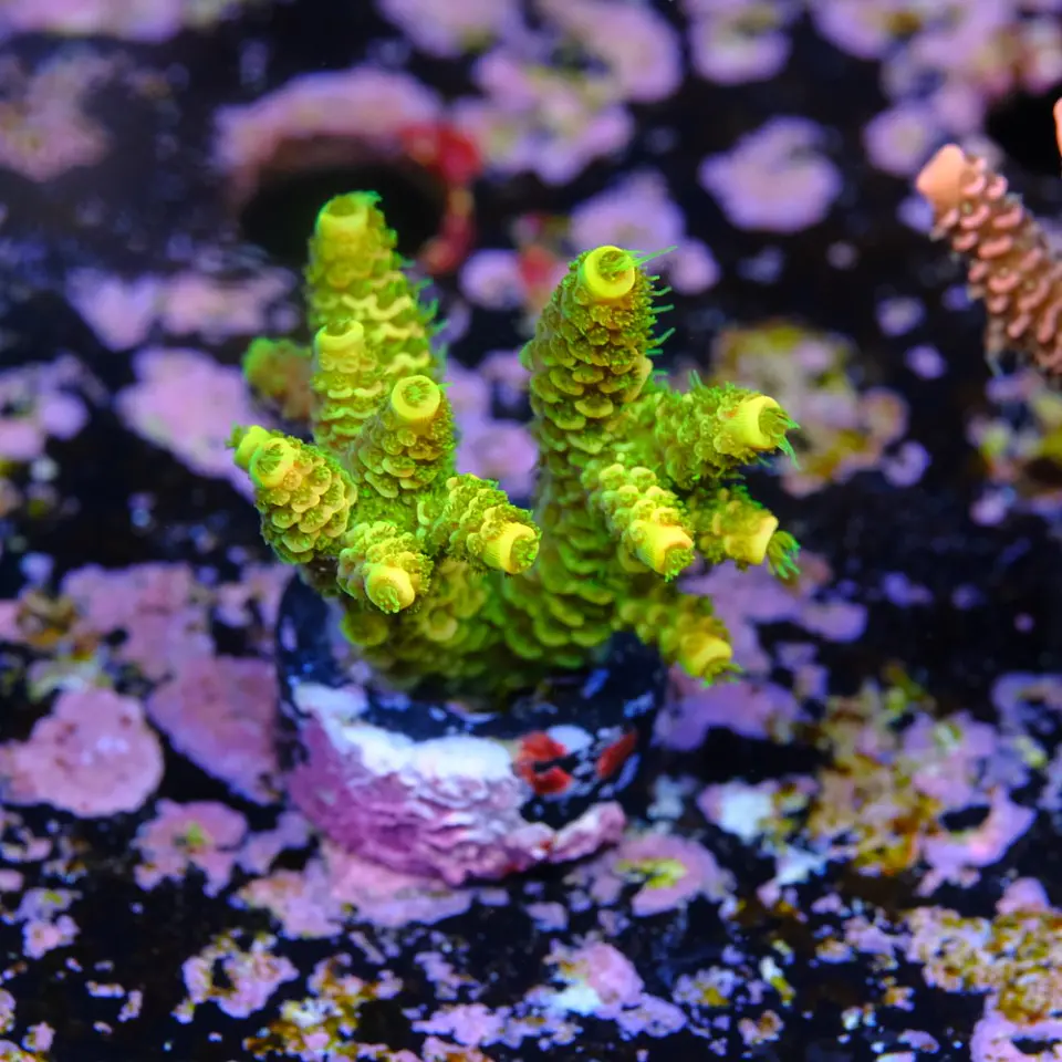 Acropora millepora 2