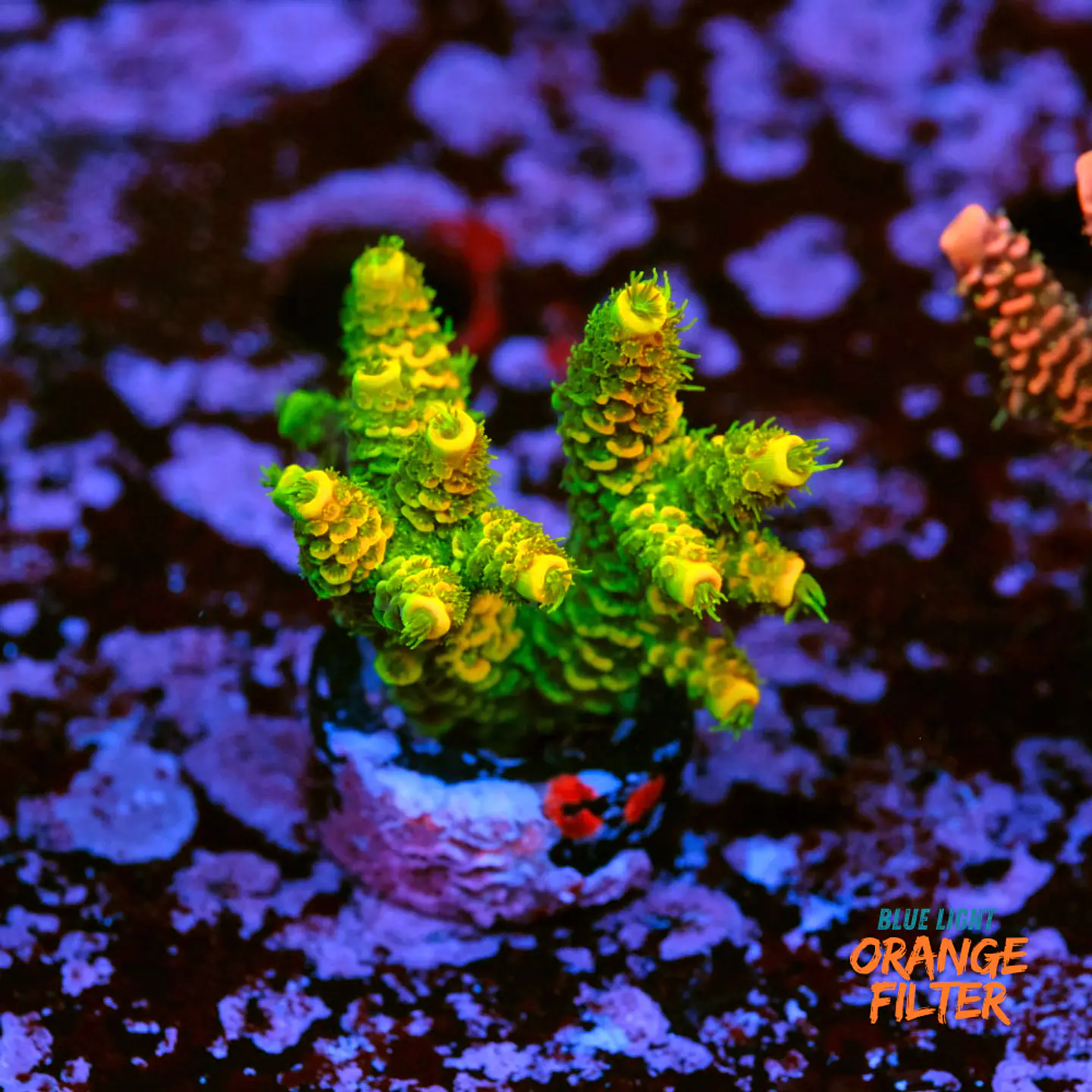 Acropora millepora 1