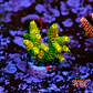 Acropora millepora - Thumbnail 1