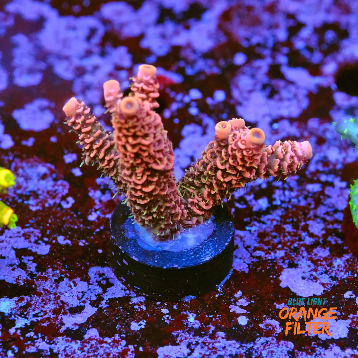 Ãcropora millepora red 1