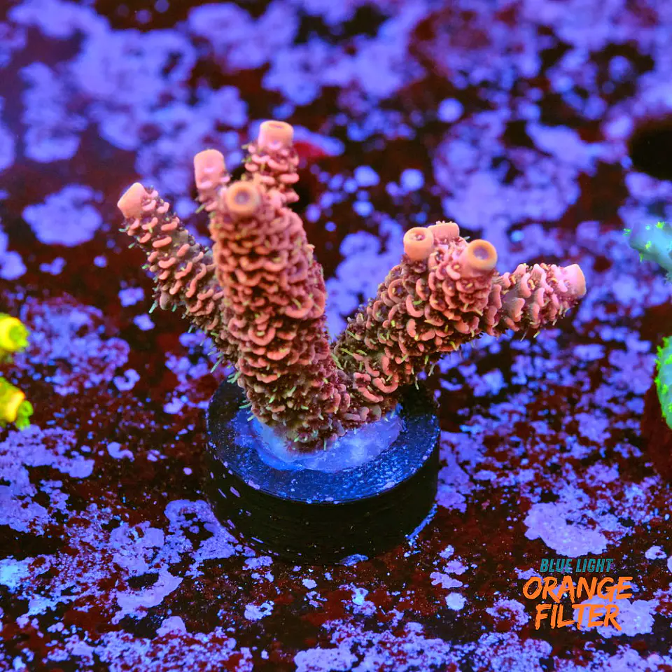 Ãcropora millepora red 1