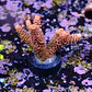 Ãcropora millepora red - Thumbnail 2
