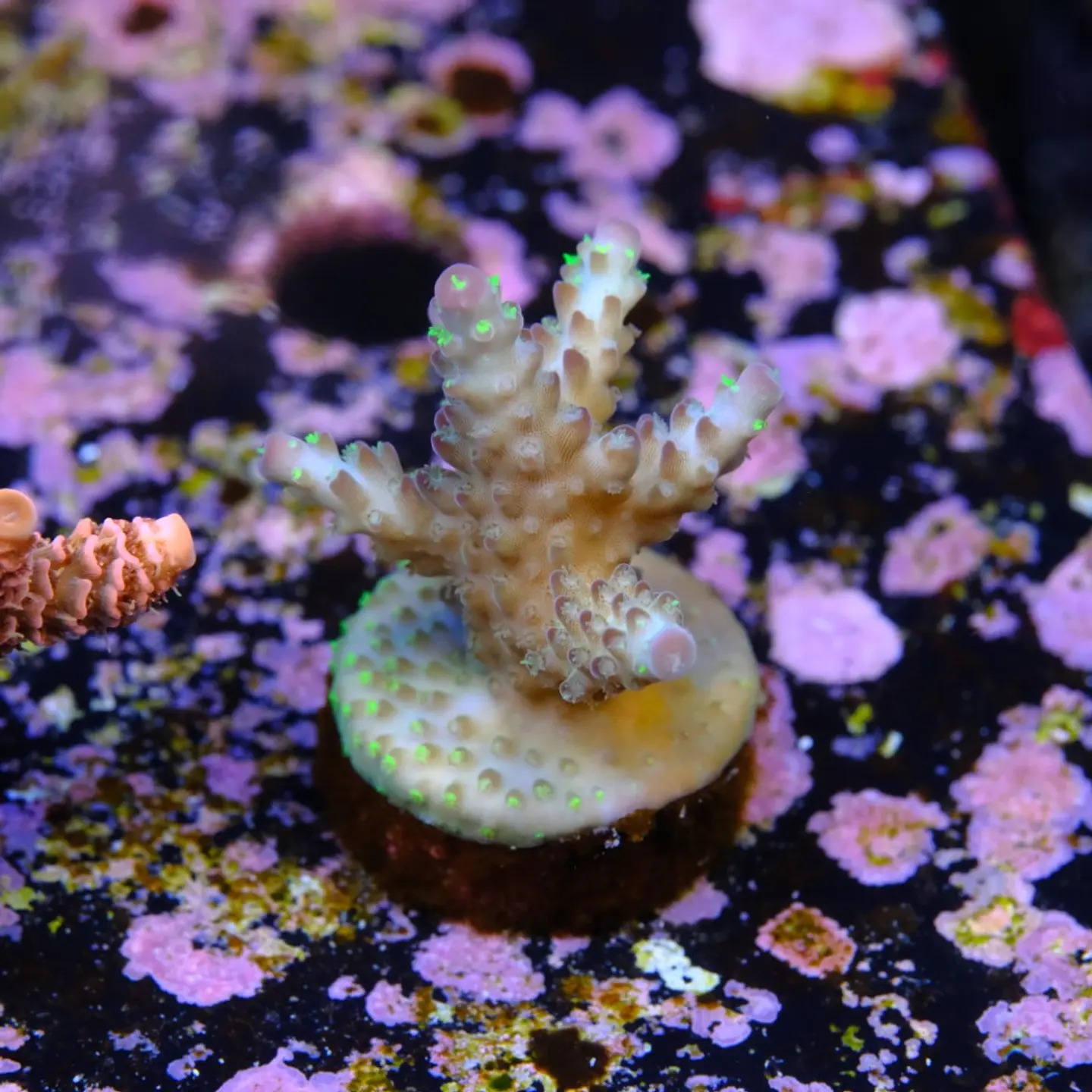 Acropora pearlberry 2