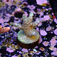 Acropora pearlberry - Thumbnail 2