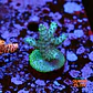 Acropora pearlberry - Thumbnail 1