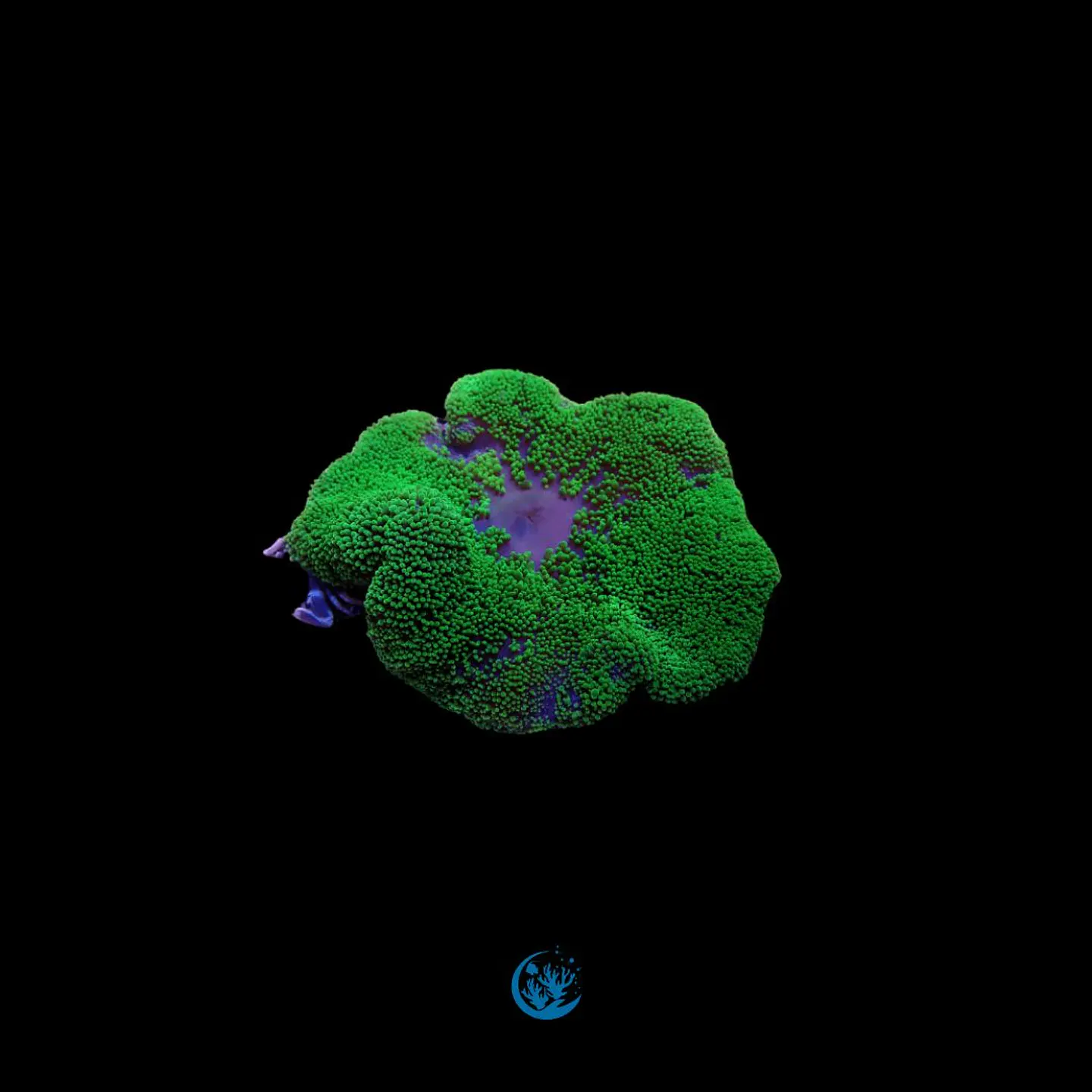 Stichodactyla Haddoni Hard blue 1