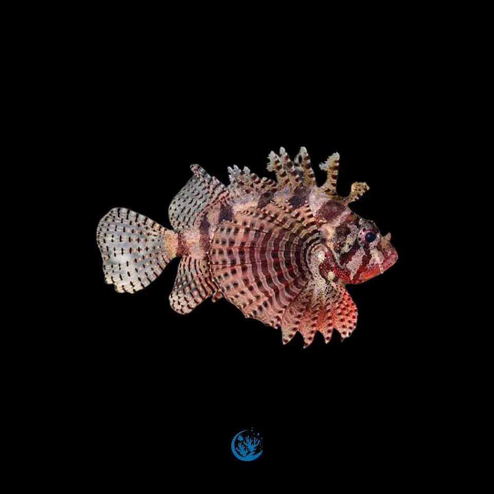 Dendrochirus brachypterus 1