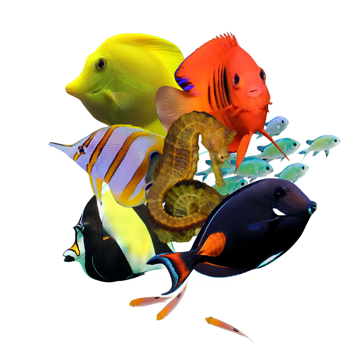 Peixes