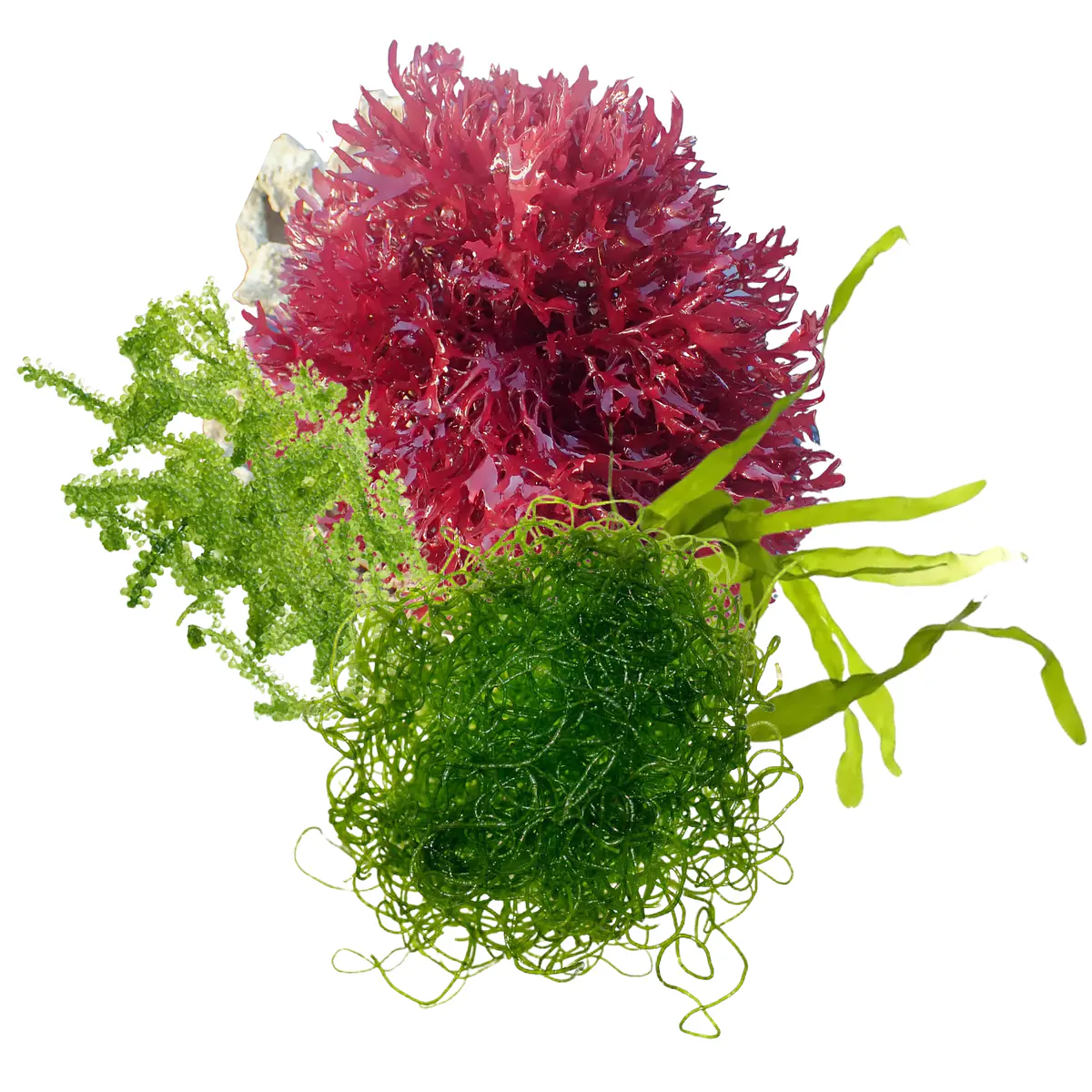 Macroalgas