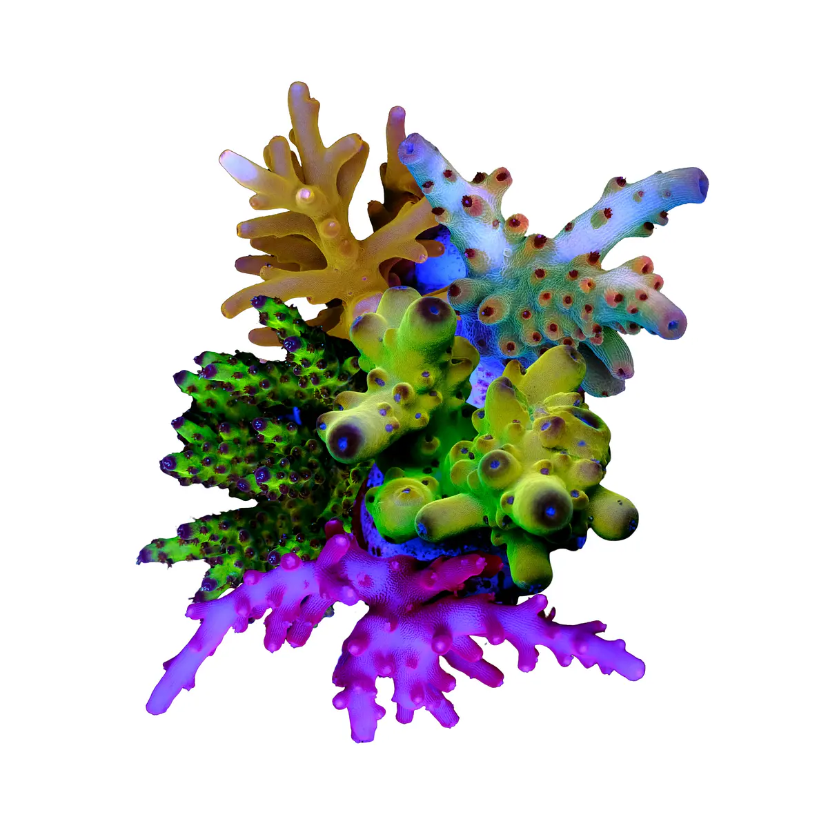 SPS