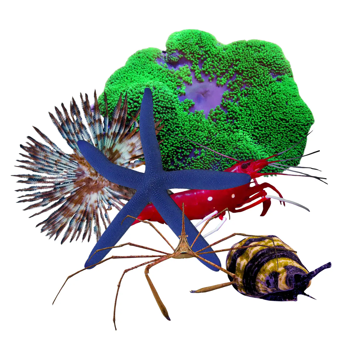Invertebrados