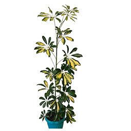 Schefflera