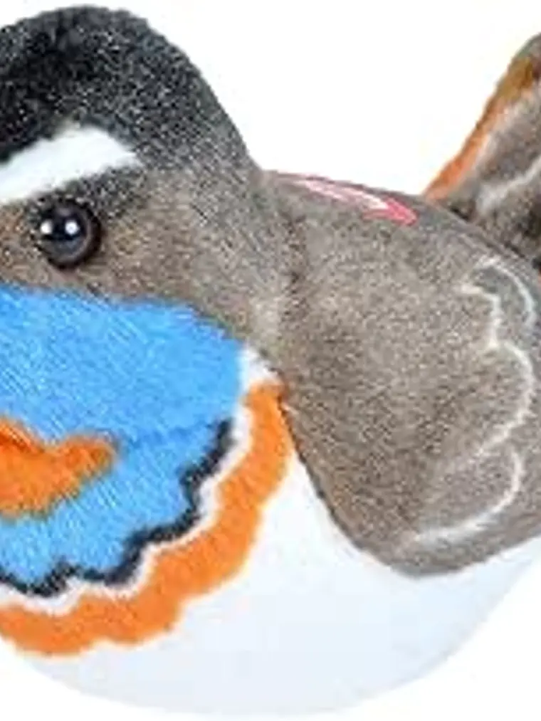 Pisco-de-peito-azul 1