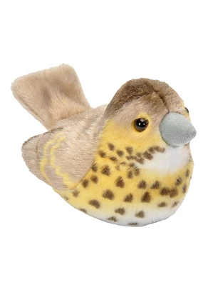 Tordo-comum / Tordo-pinto