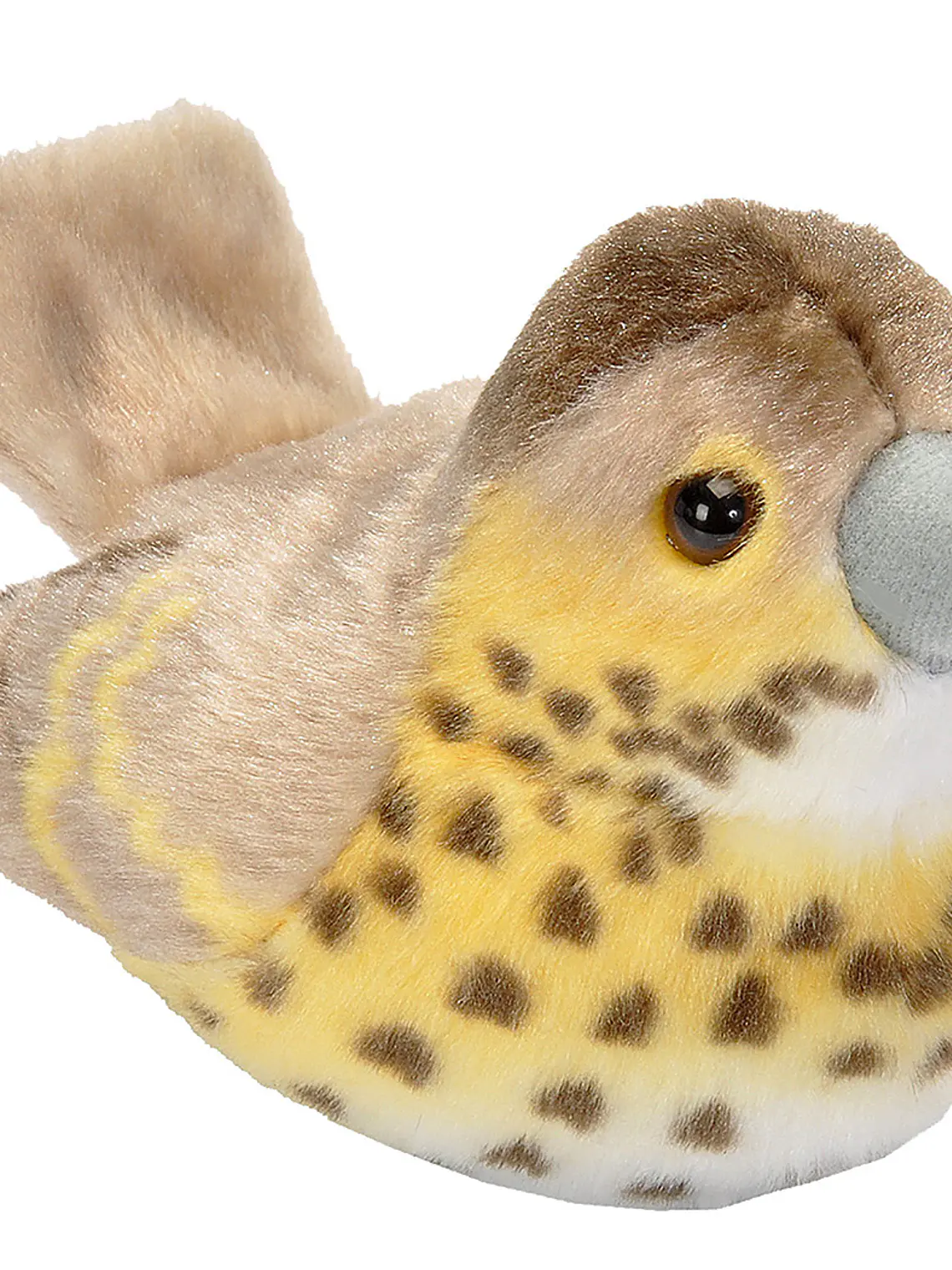 Tordo-comum / Tordo-pinto 1